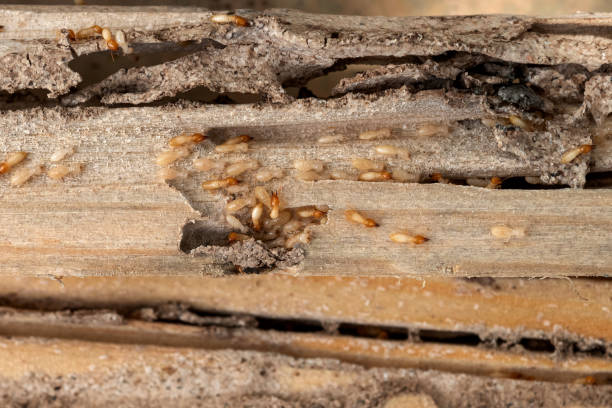 Best Wildlife Control Services  in Hawthorne, FL
